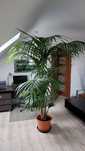 Sprzedam palmę 2.5m