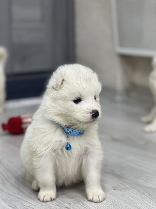 Самоєдики Ведмедики