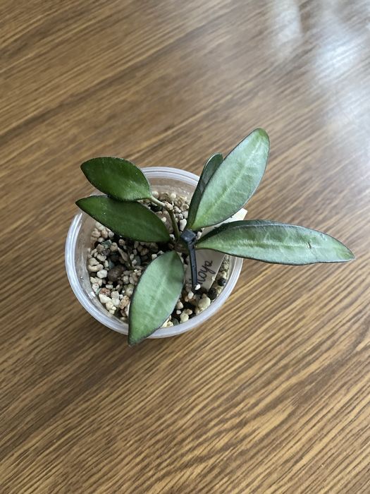 hoya rosita | hoja (4)
