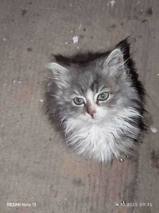 Віддам в добрі руки 2 кошеня