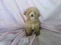 Maltipoo suczka hybryda