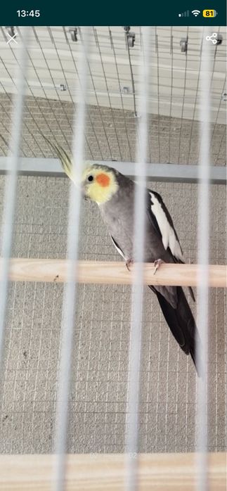 Vendo casal de caturras e gaiola