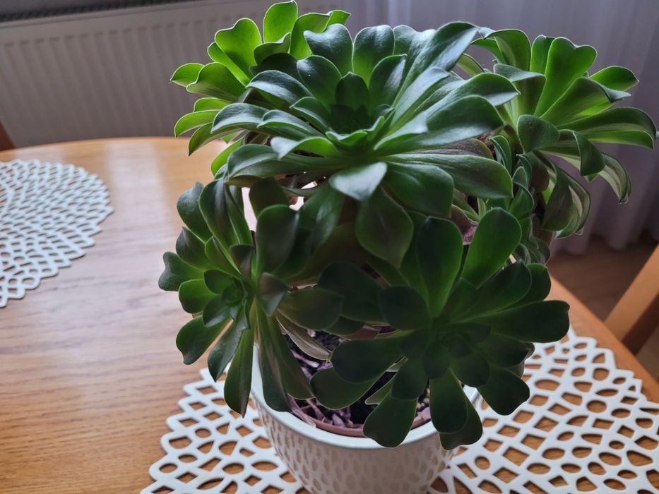 Roślina egzotyczna Aeonium.