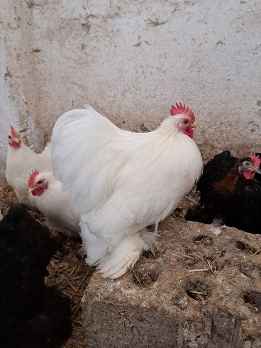 Kochin karzełek chabo kury koguty