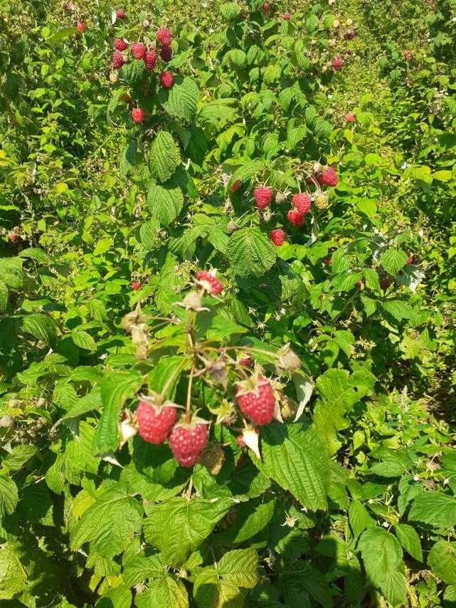 РОЗПРОДАЖ/Саджанці солодкої дуже родючої малини з гарною кореневою