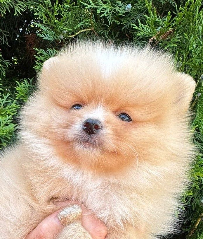 Szpic miniaturowy pomeranian