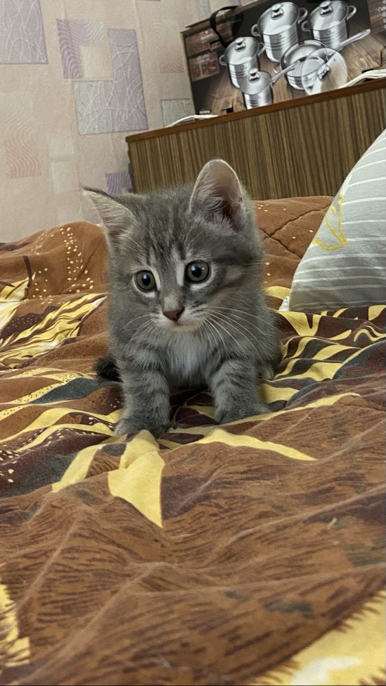 Віддамо дівчинку в хороші руки