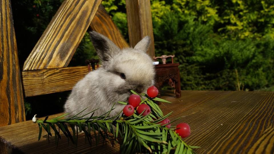 Mini Lop Baranek Miniaturowy Miniaturka Hiszpania Anglia metryka