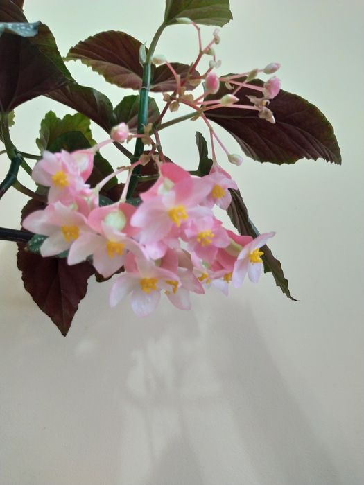 Бегонія королівська кораллова кімнатна рослина