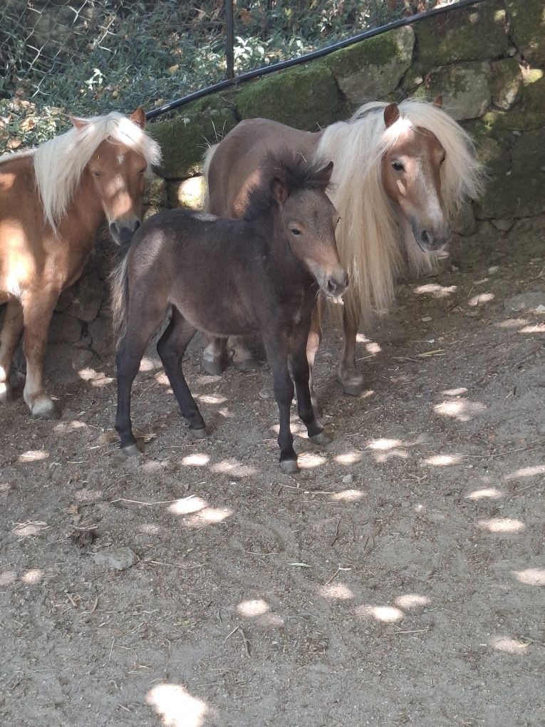 Ponei Fêmea Bebe
