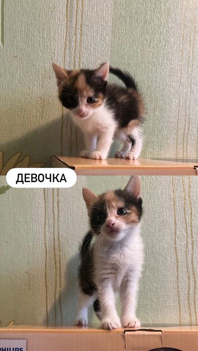Отдаем котят в добрые руки!