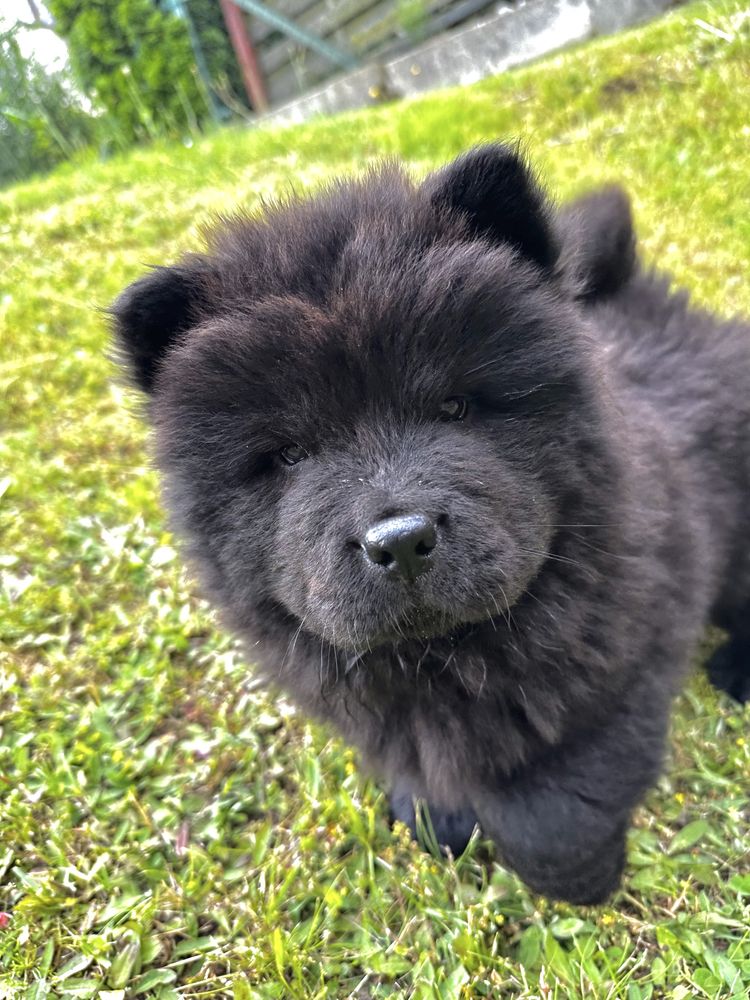 Chow Chow piekna suczka ! Gotowa do odbioru !