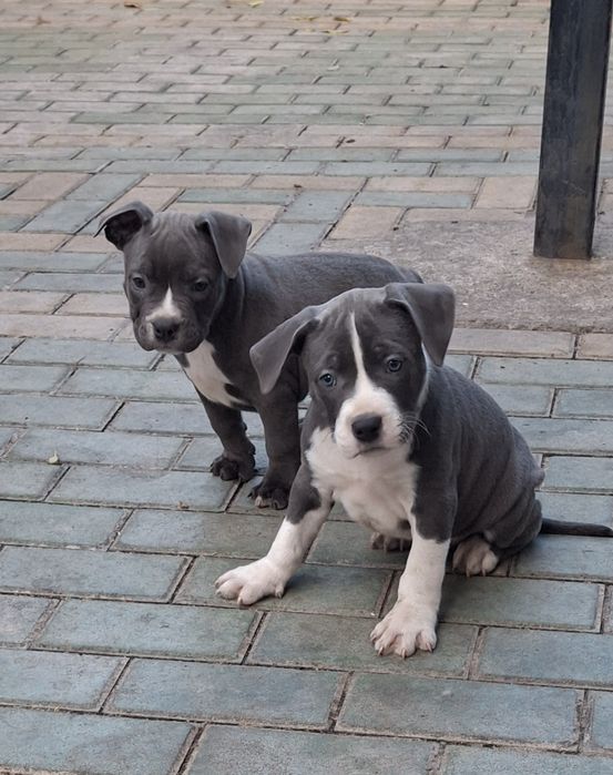 Амирикашки Стаф.