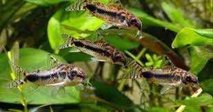 Kirysek miniaturowy - Corydoras habrosus