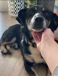 Spokojny pieszczoch do adopcji