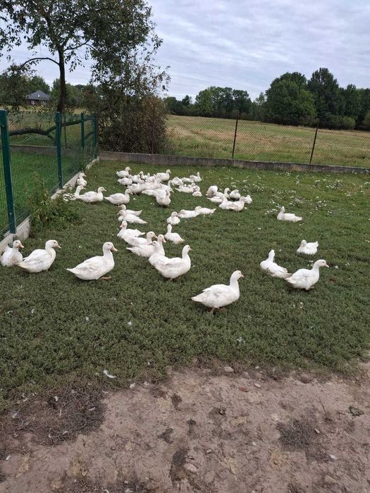 Sprzedam kaczki mięsne