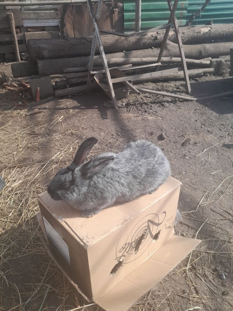 Молодняк срібла кролі