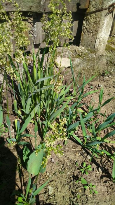 Зубровка душистая (Hierochloe odorata)(Рассада)