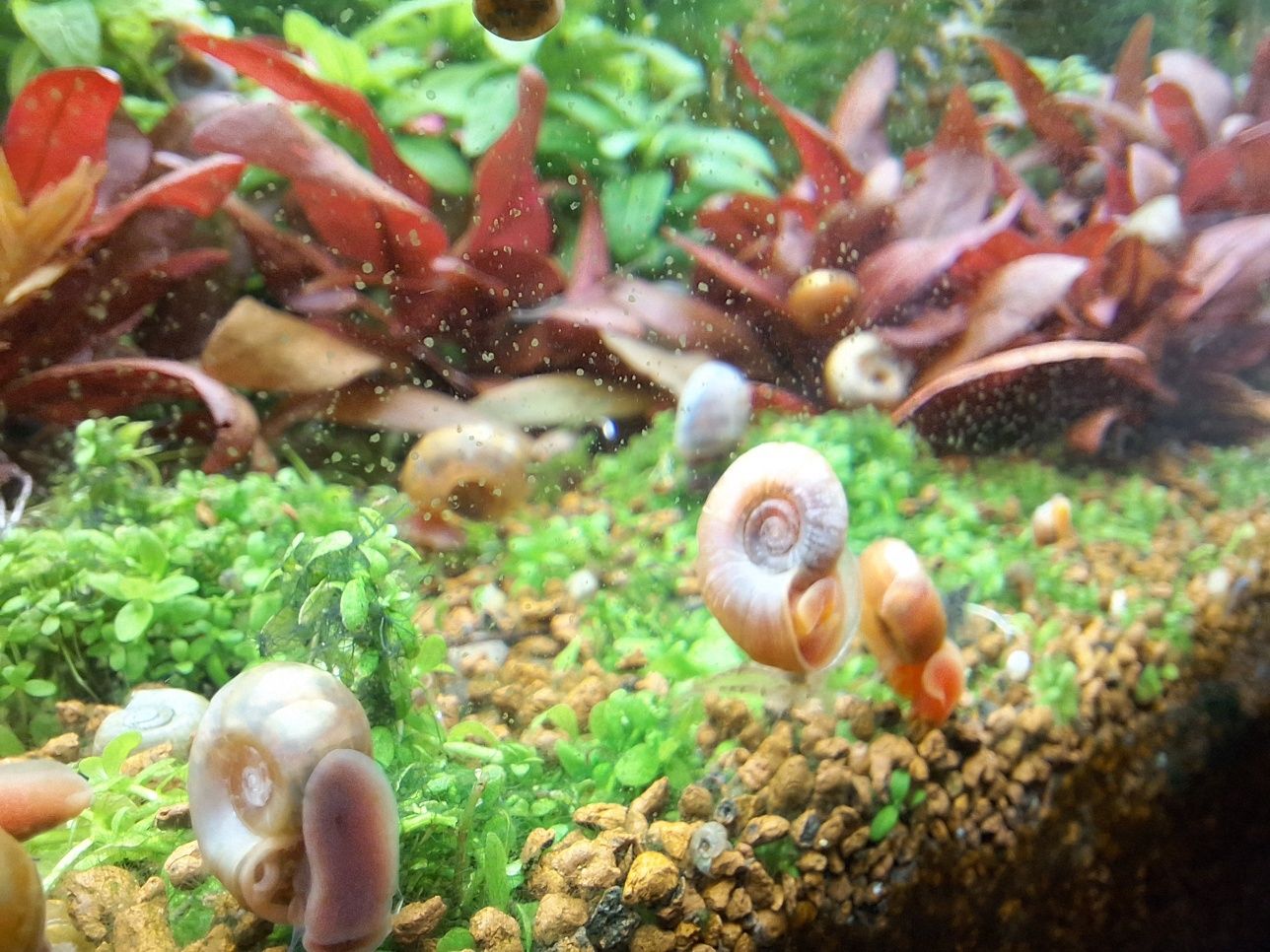 Aquario plantado 100x30x40cm