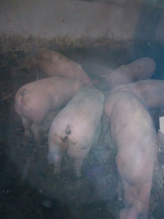 Свині , свиня ,; (100-150 кг)