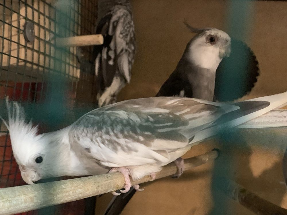 Caturras disponiveis para cedencia / troca