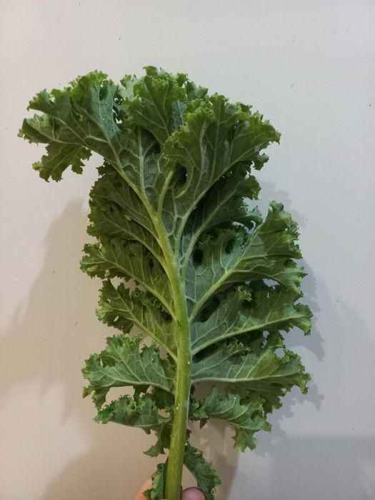 Капуста кале кейл