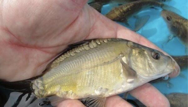 Peixes para repovoamento Lagos