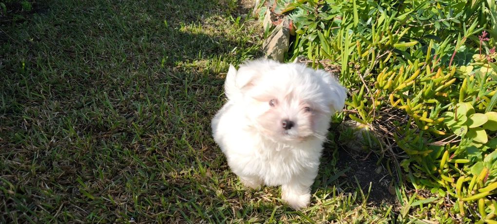 Bichon maltês fêmea criado em ambiente familiar disponível