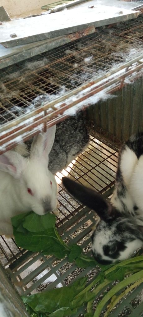 Vendo coelhos criação caseira