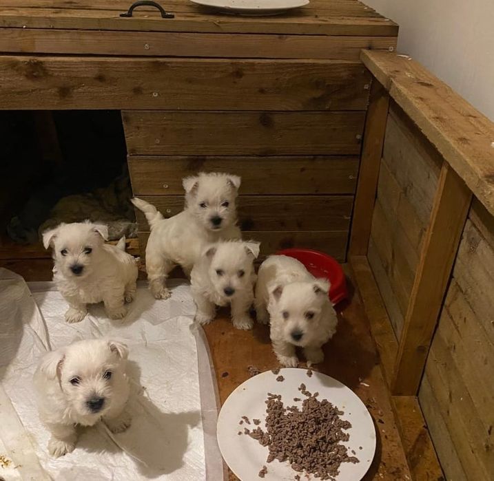 West Highland White Terrier