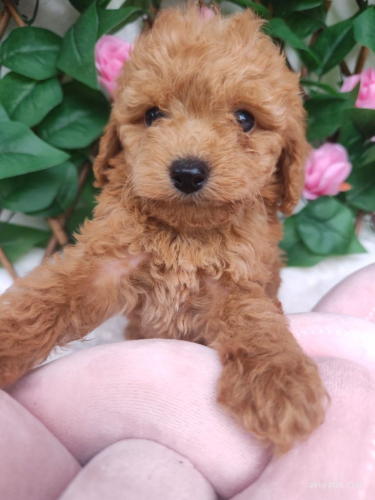 Pudel toy/miniaturowy Chłopak