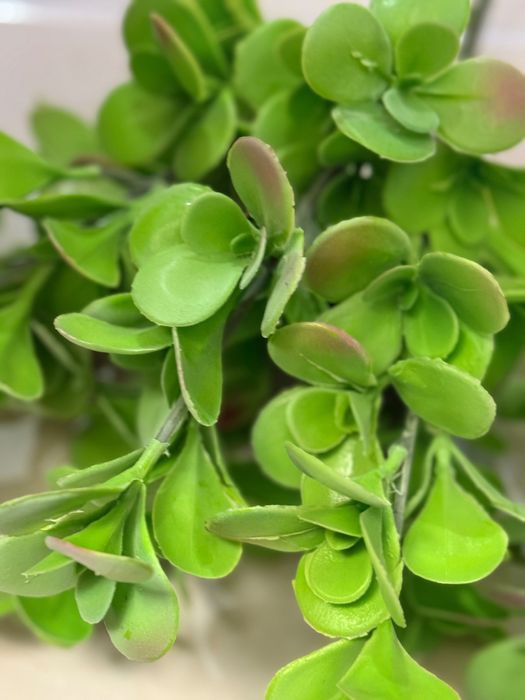 Sztuczne gałązki do dekoracji rozchodniki eukaliptus