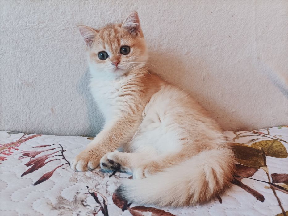 Kot brytyjski krótkowłosy złoto kot brytyjski złoty