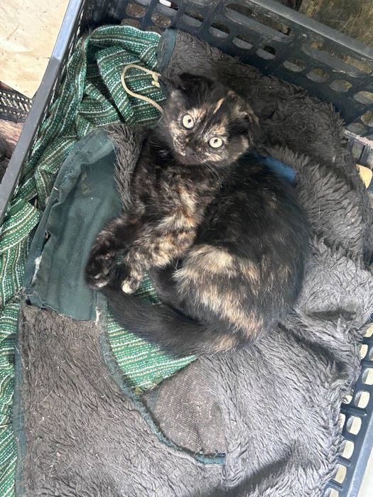 Кошенята в добрі руки