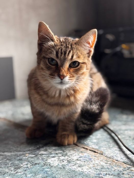 Кошенята безкоштовно стерилізовані