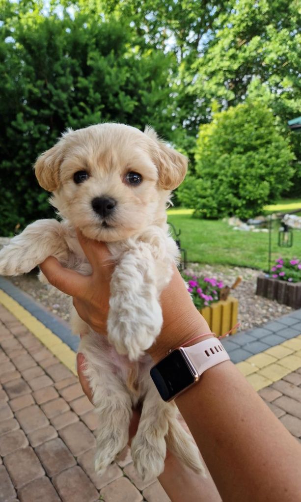 Maltipoo szczeniaczek gotowy do odbioru
