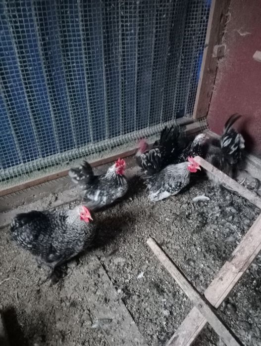 Pary młode kur Kochina i chabo