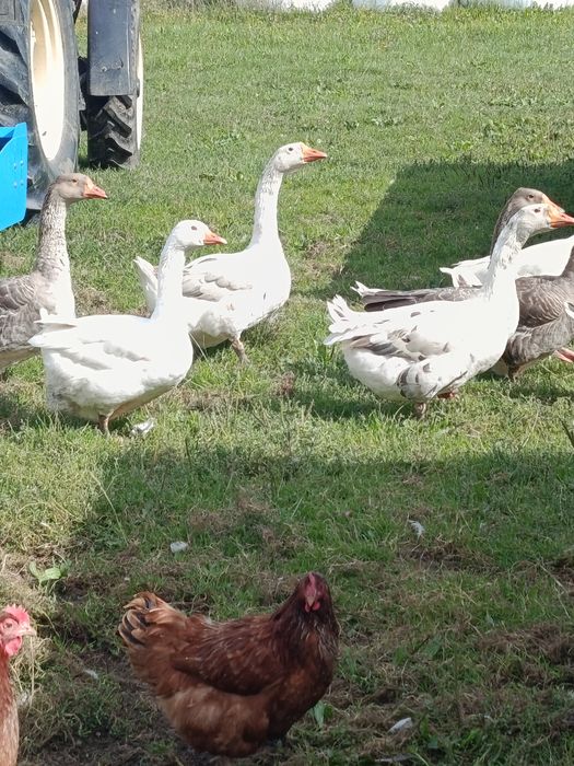 Sprzedam gąski widoczne na zdjęciu