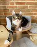 Icarus Magnus*PL - kocurek rasy Maine Coon gotowy do zmiany domu :)