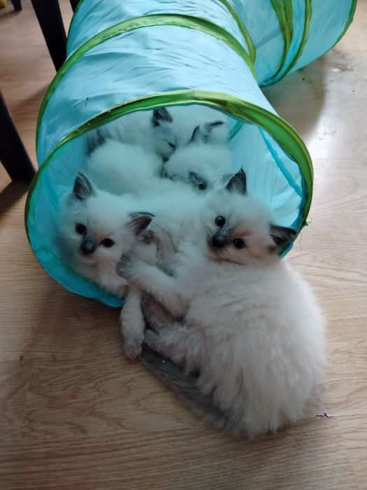 Śliczna kociczka ragdoll