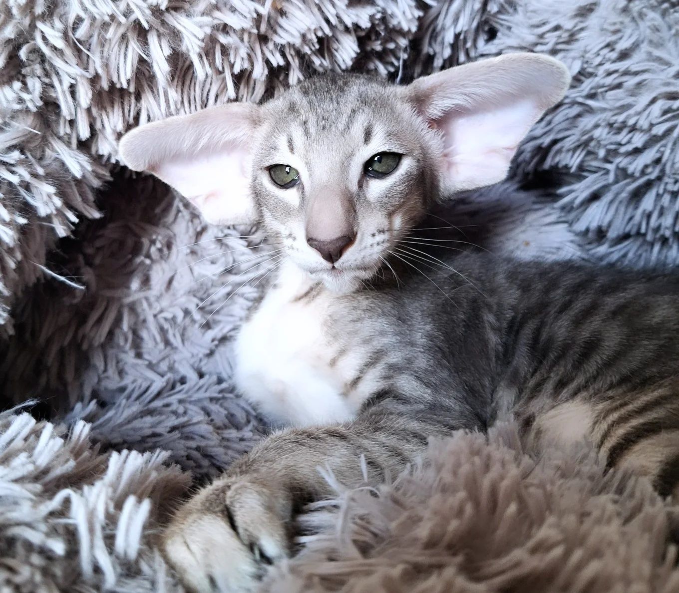 Ориентальные котята