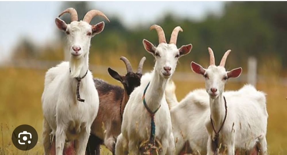 Продам кози ризноного віку  Совпа 1000 грн одне березнівський район