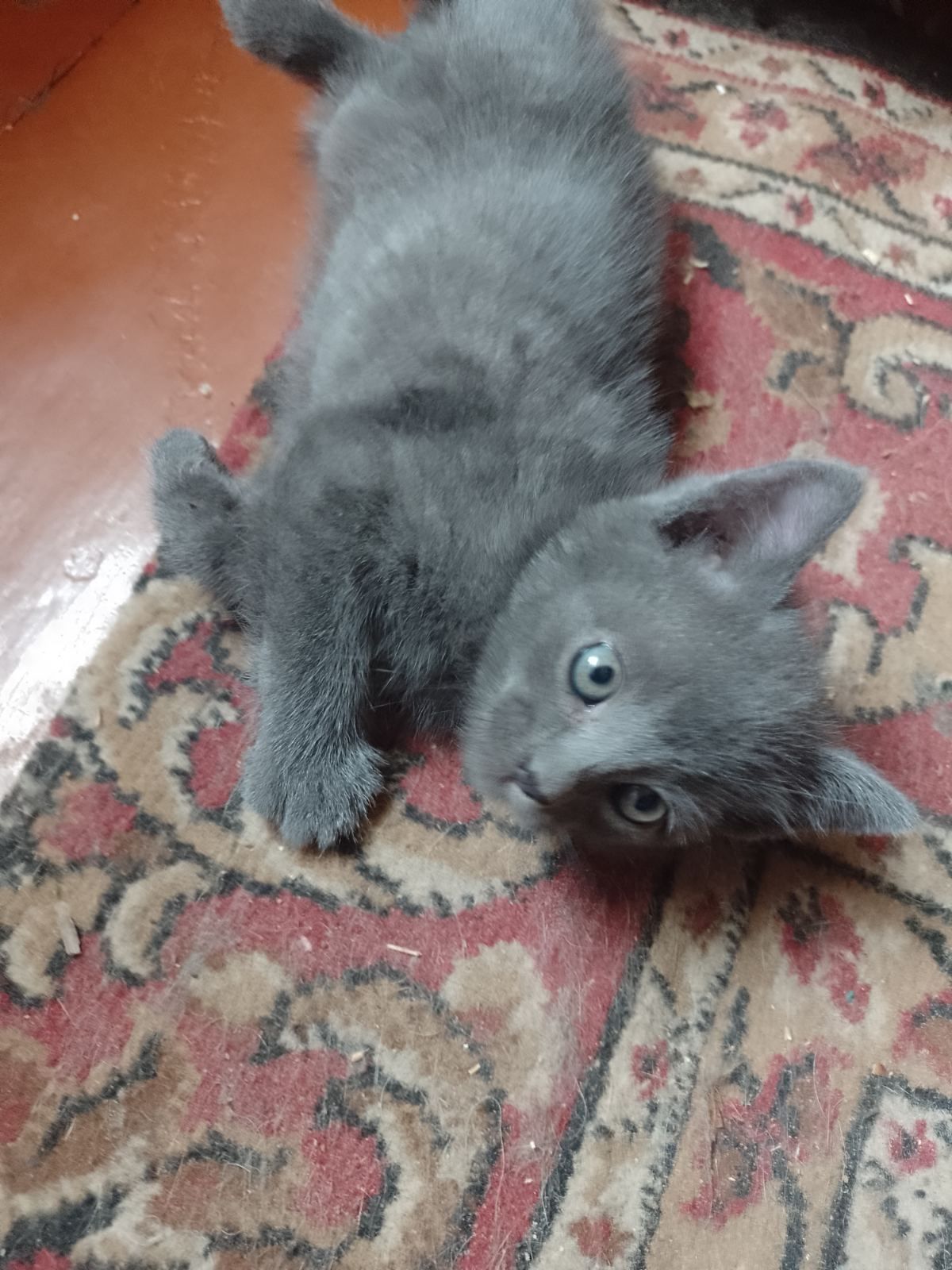 Отдам котенка в добрые руки
