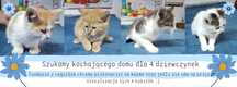 Kotki do adopcji