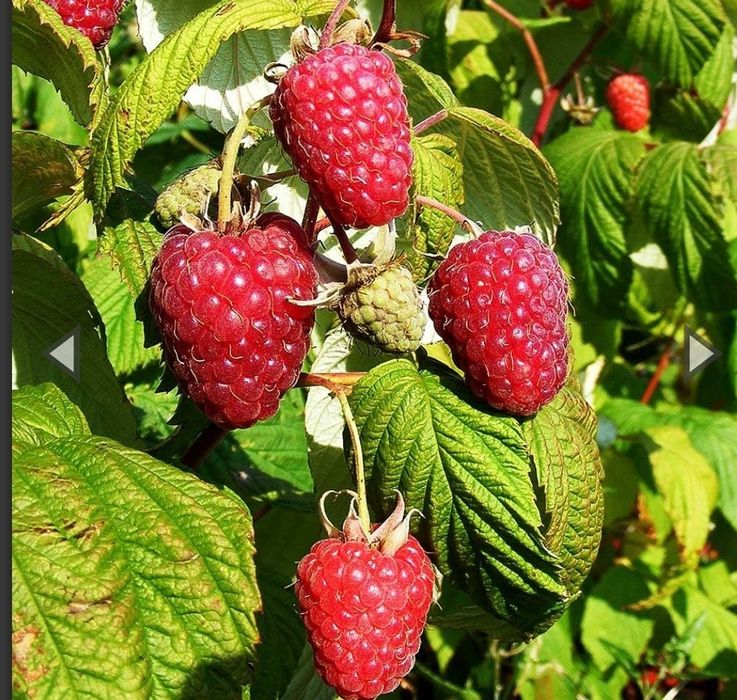 Sadzonki malin Sugana