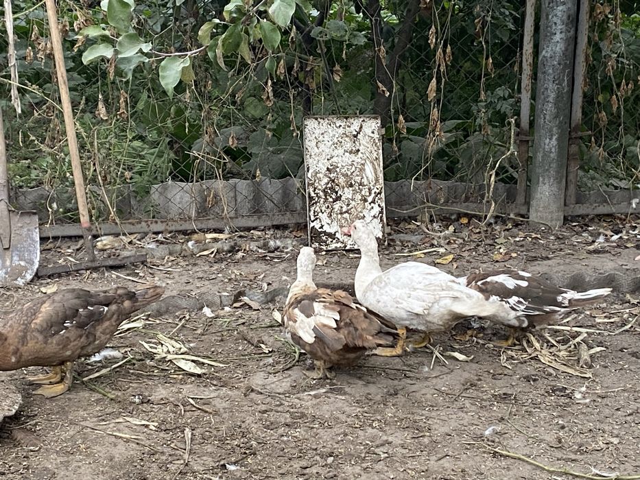 Индоутята молодые