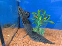 Protopterus Annectens +50CM