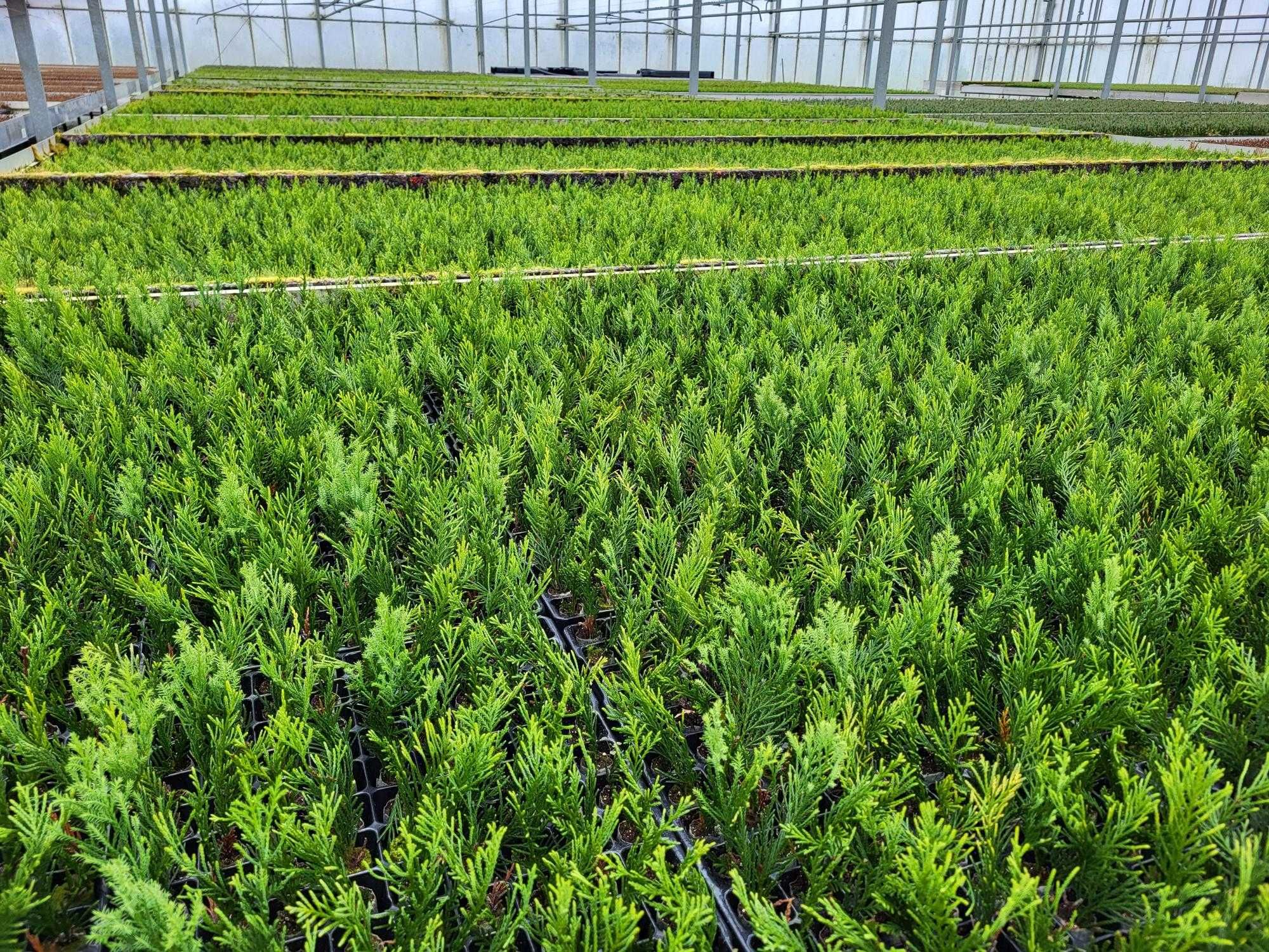 Cyprysowiec Leylanda, LEYLANDII, w multipaletach