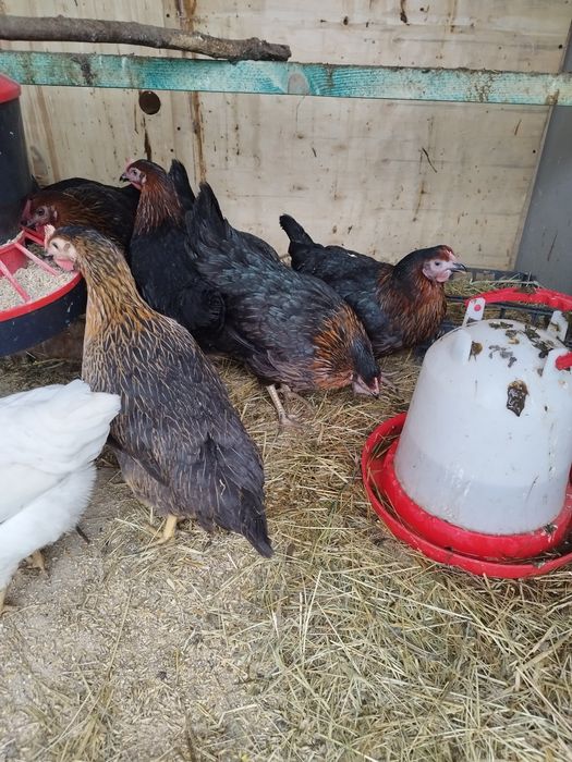 Jaja kurze, kacze, gesie