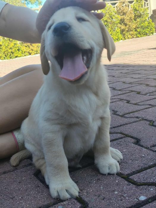 Labrador retriever szczeniak